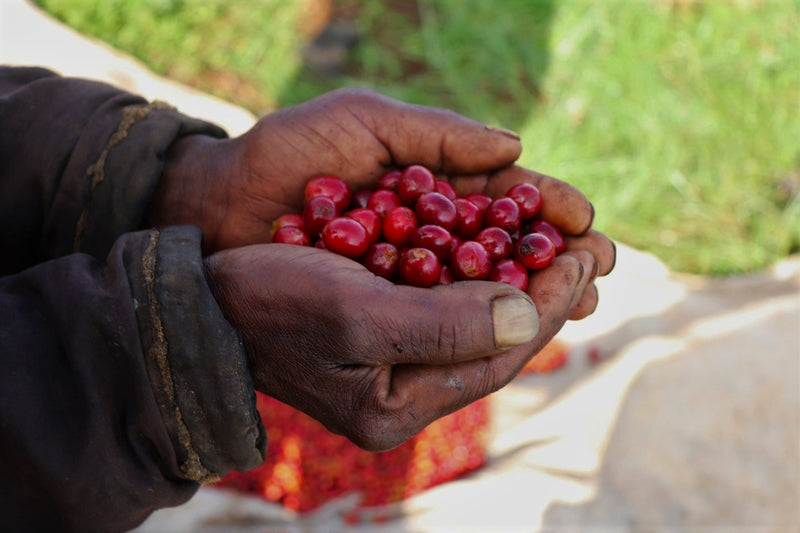 Kenya Kiambu Gitwe Karatu AB - 44KF0060  *51649* - 25565 - GrainPro Bags - SPOT RCWHSE