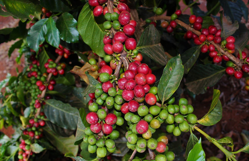 Kenya Kiambu Gitwe Karatu AB - 44KF0060  *51649* - 25565 - GrainPro Bags - SPOT RCWHSE