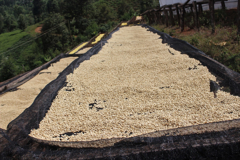 Kenya Kiambu Gitwe Karatu AB - 44KF0060  *51649* - 25565 - GrainPro Bags - SPOT RCWHSE