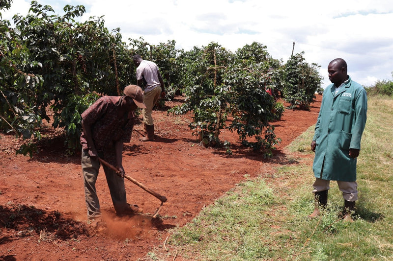 Kenya Kiambu Mchana Estate Natural - 48KF0013 *51640* - 25566 - GrainPro Bags - SPOT RCWHSE