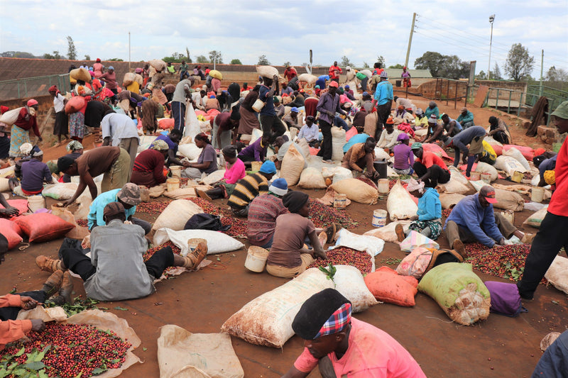 Kenya Kiambu Mchana Estate Natural - 48KF0013 *51640* - 25566 - GrainPro Bags - SPOT RCWHSE