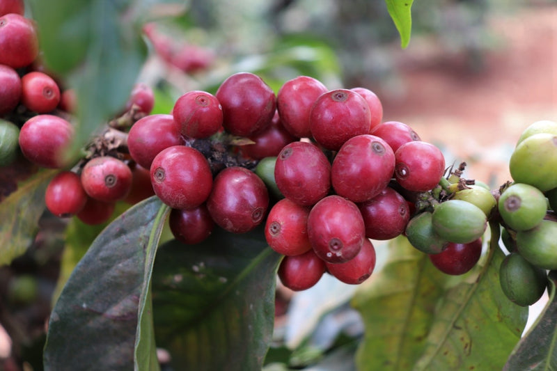 Kenya Kiambu Mchana Estate Natural - 48KF0013 *51640* - 25566 - GrainPro Bags - SPOT RCWHSE