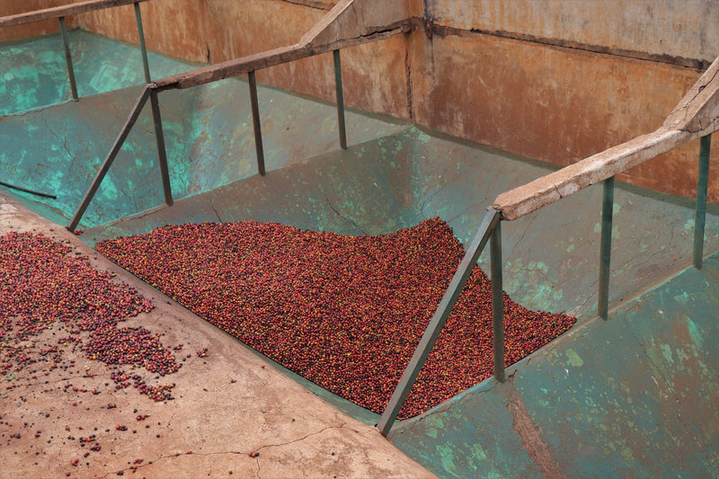Kenya Kiambu Mchana Estate Natural - 48KF0013 *51640* - 25566 - GrainPro Bags - SPOT RCWHSE