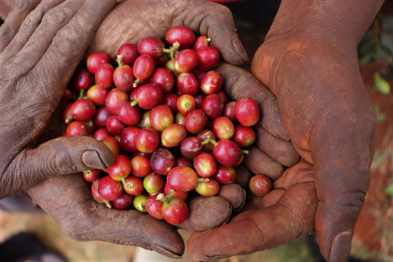 Kenya Kiambu Mchana Estate Natural - 48KF0013 *51640* - 25566 - GrainPro Bags - SPOT RCWHSE