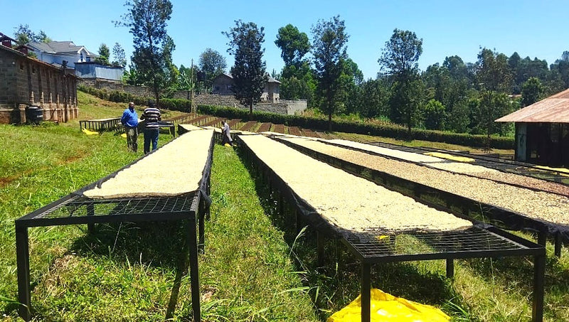 Kenya Kiambu Ndumberi AA  - 48KF0015 - 38769 - GrainPro Bags - SPOT RCWHSE