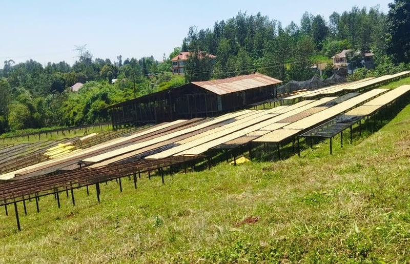Kenya Kiambu Ndumberi AA  - 48KF0015 - 38769 - GrainPro Bags - SPOT RCWHSE