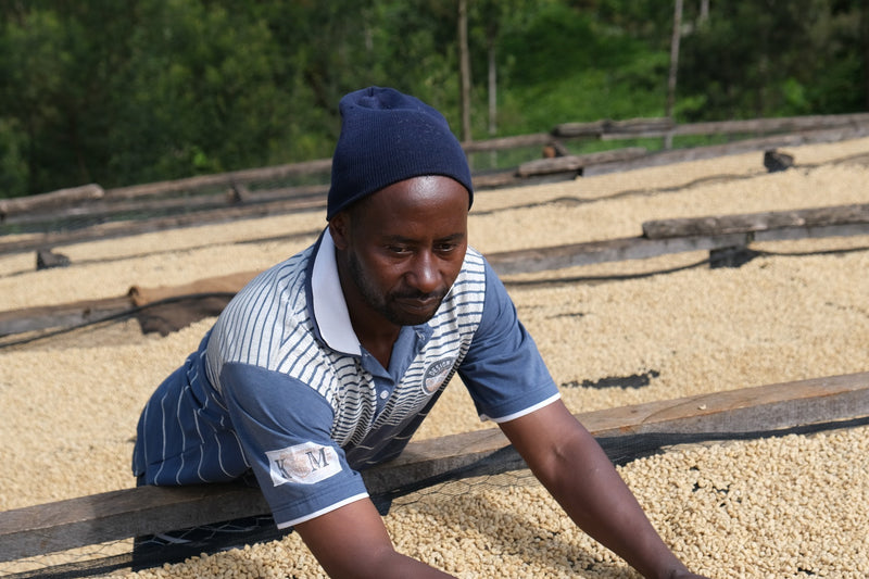 Kenya Kiambu Thiririka Ndundu AA - 14N0009  *49694* - 24868 - Ecotact Bags - SPOT RCWHSE