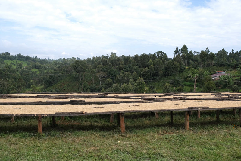 Kenya Kiambu Thiririka Ndundu AA - 14N0009  *49694* - 24868 - Ecotact Bags - SPOT RCWHSE