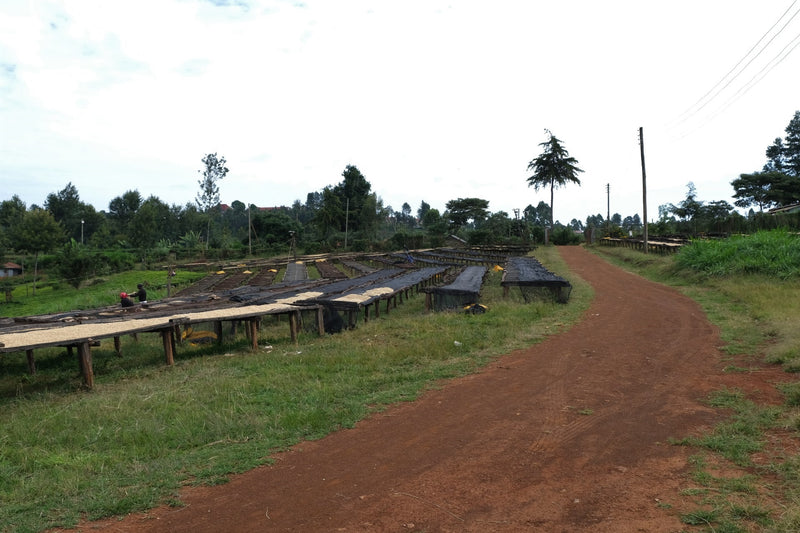 Kenya Kiambu Thiririka Ndundu AA - 14N0009  *49694* - 24868 - Ecotact Bags - SPOT RCWHSE