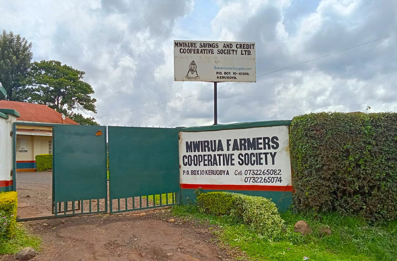 Kenya Kirinyaga Mwirua Kiaragana AA - 16KN0033 - 33812 - 30.0 kg Box/Vacuum Pack - SPOT SHANGHAI