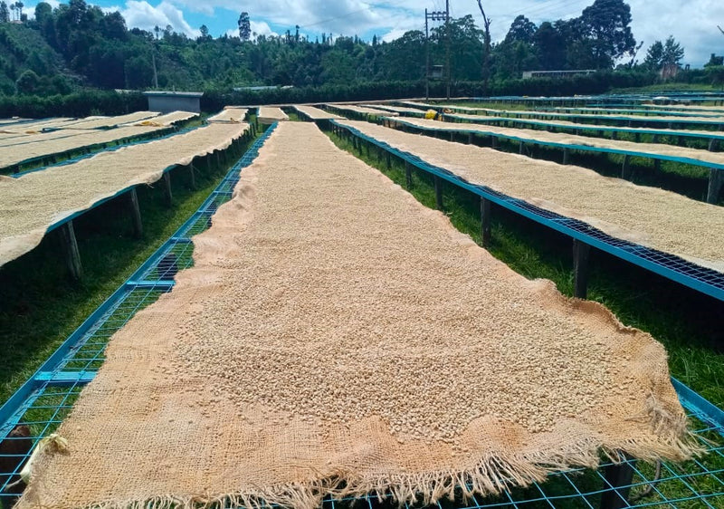 Kenya Kirinyaga Kibirigwi Kiangai AA - APS 3572 - 33816 - 30.0 kg Box/Vacuum Pack - SPOT SHANGHAI