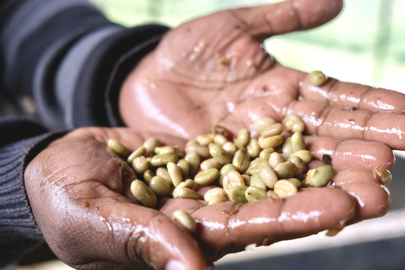 Kenya Kirinyaga Peaberry - *49697C* - 24870 - Ecotact Bags - SPOT SHANGHAI