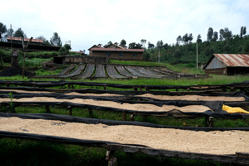 Kenya Kirinyaga Peaberry - 29120 - Ecotact Bags - SPOT RCWHSE