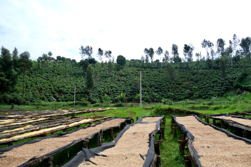 Kenya Kirinyaga Peaberry - 29120 - Ecotact Bags - SPOT RCWHSE