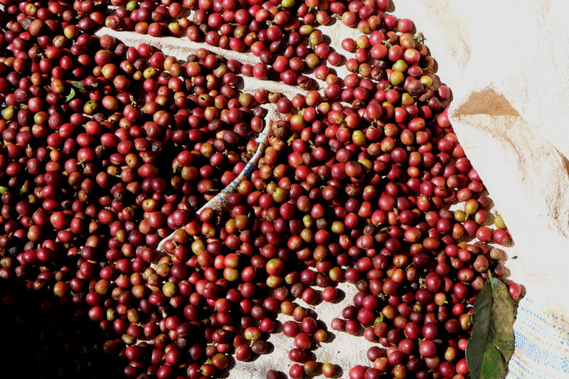 Kenya Kirinyaga Kabare Kiangothe AA - 12NG0108 - 28049 - 30.0 kg Box/Vacuum Pack - SPOT SHANGHAI