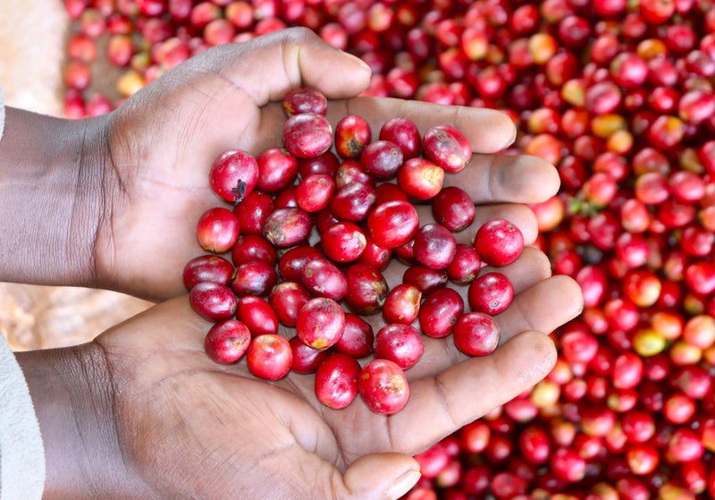 Kenya Kirinyaga Kibirigwi Thunguri AA - 11KN0005 - 33486 - GrainPro Bags - SPOT RCWHSE