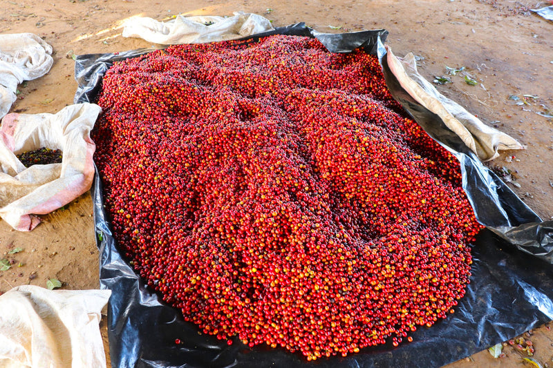 Kenya Kirinyaga Kibirigwi Thunguri AA - 17FK0192 - 31119 - GrainPro Bags - SPOT SEAFORTH