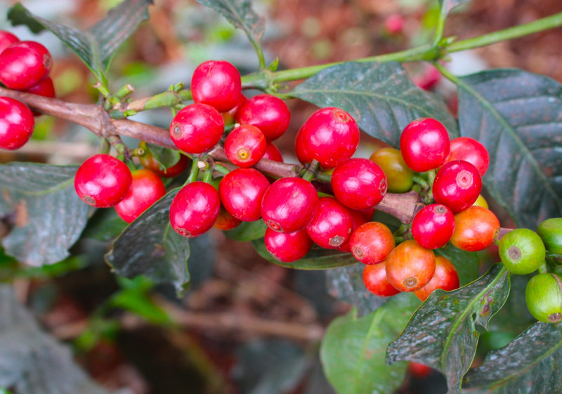 Kenya Kirinyaga Kibirigwi Thunguri AA - 17FK0192 - 31119 - GrainPro Bags - SPOT RCWHSE