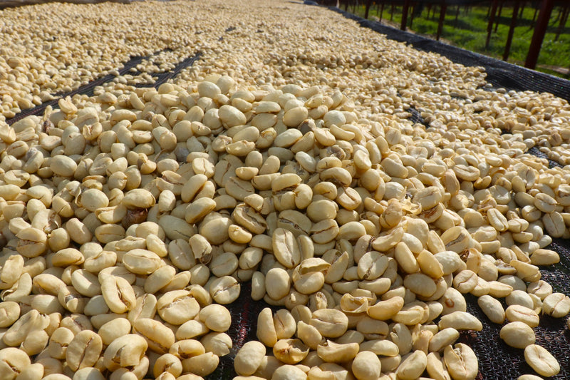 Kenya Kirinyaga Kibirigwi Thunguri AA - 11KN0005 - 33486 - GrainPro Bags - SPOT RCWHSE