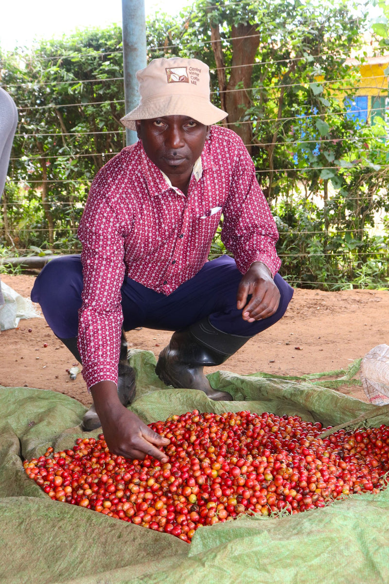 Kenya Kirinyaga Mwirua Kariaini AA - 15CK0017 - 31118 - GrainPro Bags - SPOT RCWHSE