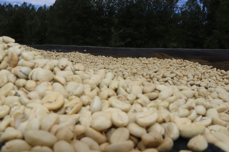 Kenya Kirinyaga Mwirua Kariaini AA - 15CK0017 - 31118 - GrainPro Bags - SPOT RCWHSE