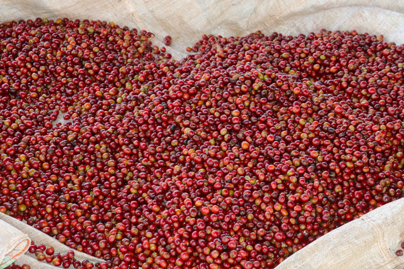 Kenya Kirinyaga New Ngariama Kiamugumo Peaberry - 11KN0021 - 36563 - GrainPro Bags - SPOT RCWHSE