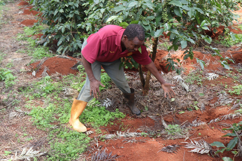 Kenya Kirinyaga Njawato Estate AB - 20CK0115 - 31213 - GrainPro Bags - SPOT RCWHSE