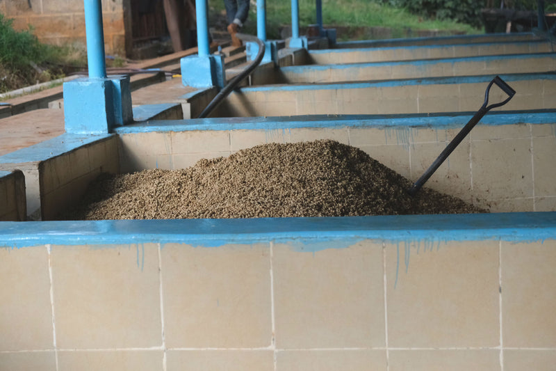 Kenya Kirinyaga Rungeto Karimikui AA - 08NG0116 *52417* - 27434 - GrainPro Bags - SPOT SHANGHAI