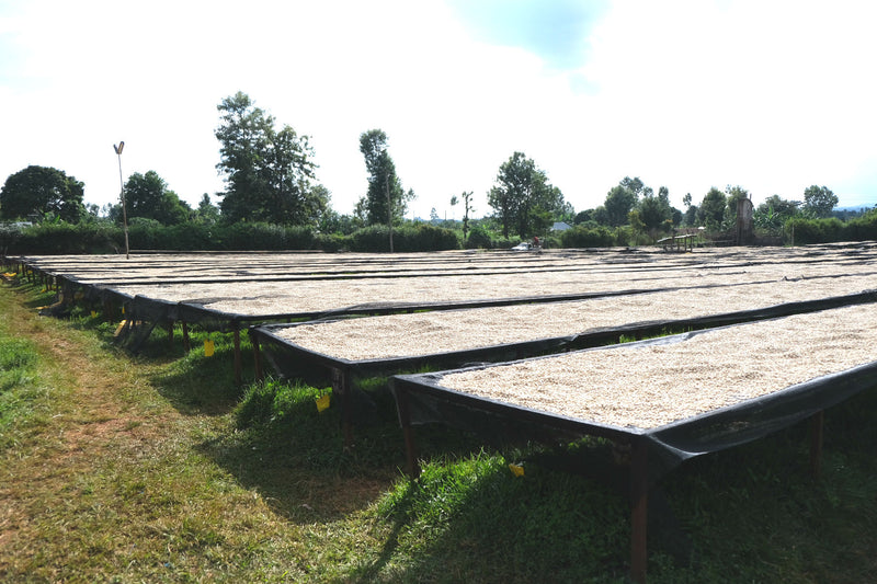 Kenya Kirinyaga Rungeto Karimikui AA - 08NG0116 *52417* - 27434 - Ecotact Bags - SPOT RCWHSE