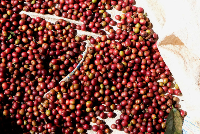 Kenya Kirinyaga Rungeto Karimikui AA - 08NG0116 *52417* - 27434 - GrainPro Bags - SPOT SHANGHAI