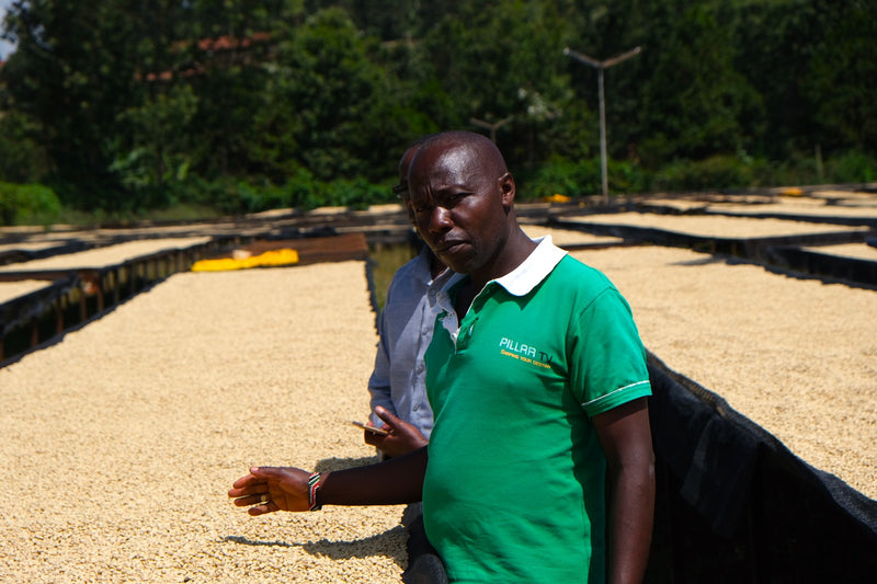 Kenya Kirinyaga Rungeto Kii AA - 12KN0023 - 40369-1 - GrainPro Bags - SPOT SEAFORTH
