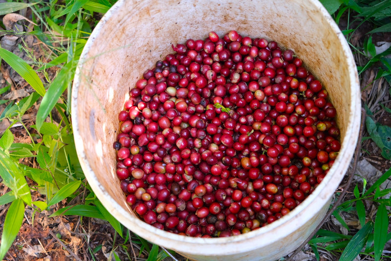Kenya Kirinyaga Rungeto Kii AA - 15KN0019 - 33810 - 30.0 kg Box/Vacuum Pack - SPOT SHANGHAI