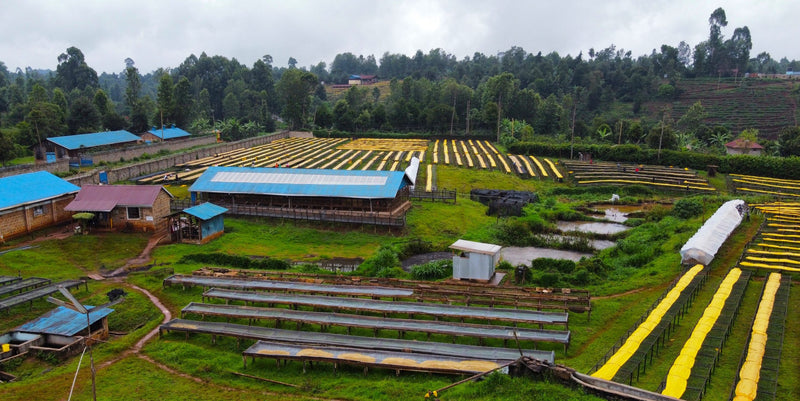 Kenya Kirinyaga Rungeto Kii AA - 12KN0023 - 40369-1 - GrainPro Bags - SPOT SEAFORTH