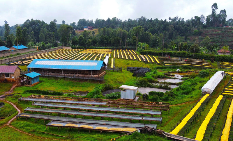 Crown Jewel Kenya Washed Peaberry Kirinyaga Kii Factory - 08KN0012 - 36564-1 - SPOT RCWHSE