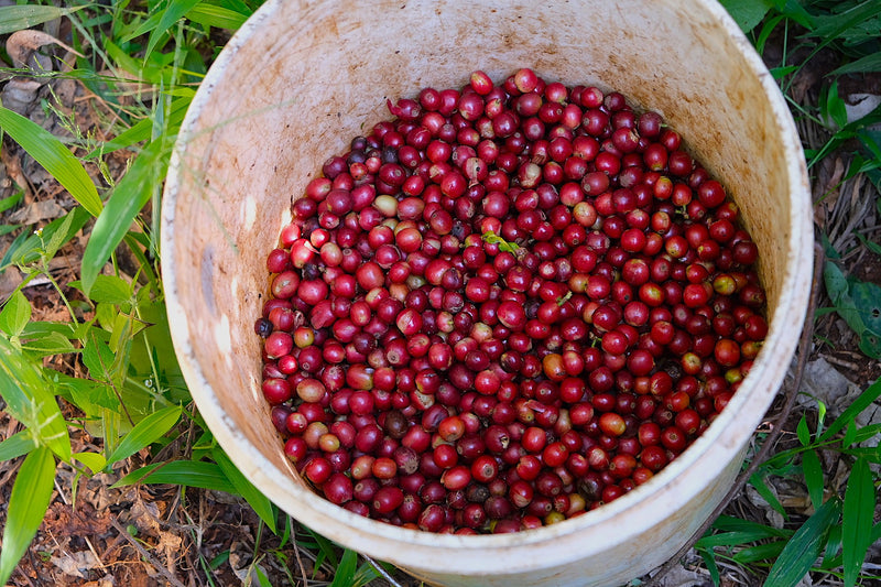 Kenya Kirinyaga Rungeto Kii Peaberry - 08KN0012 - 36564 - GrainPro Bags - SPOT RCWHSE