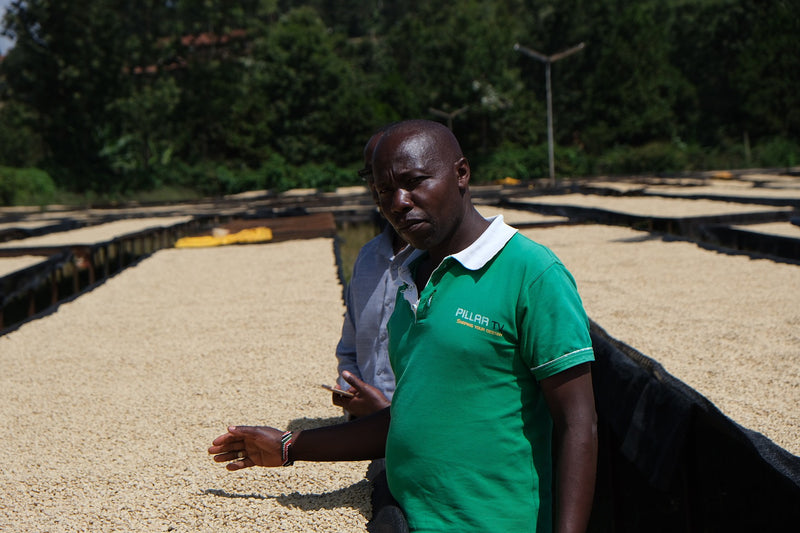 Kenya Kirinyaga Rungeto Kii Peaberry - 08KN0012 - 36564 - GrainPro Bags - SPOT RCWHSE