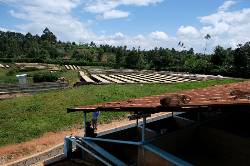 Kenya Kirinyaga Rungeto Kii AB - 12KN0026 - 33488 - GrainPro Bags - SPOT RCWHSE