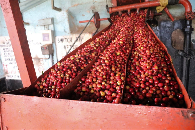 Kenya Machakos Kaliluni Peaberry - 44KF0024 - 38454-1 - GrainPro Bags - SPOT COMIDWEST