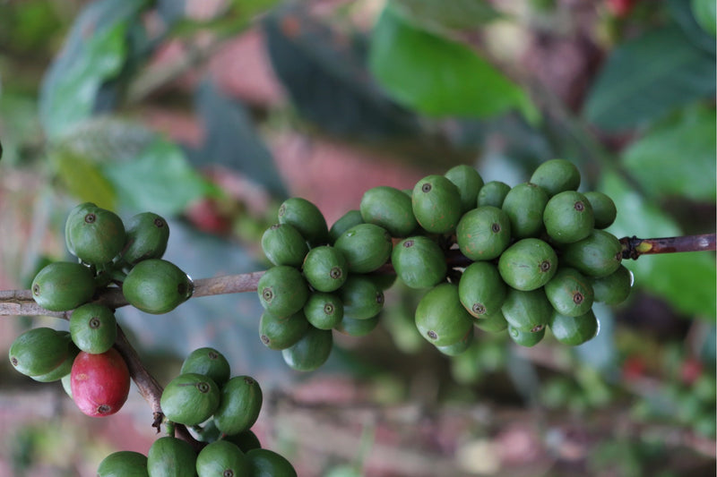 Kenya Machakos Kaliluni Peaberry - 45KF1002 *51651* - 25564 - GrainPro Bags - SPOT RCWHSE