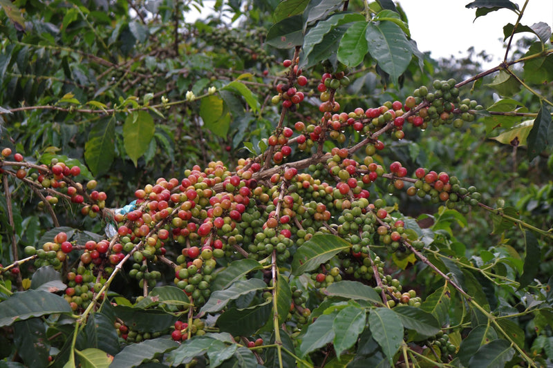 Kenya Machakos Kaliluni AB - 47KF0032 *51639* - 25563 - GrainPro Bags - SPOT RCWHSE