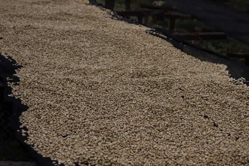 Kenya Ngomano Peaberry - 45KF0153 - 38303 - GrainPro Bags - SPOT RCWHSE