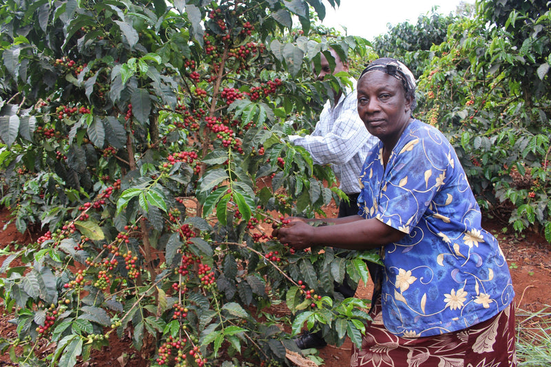 Kenya Machakos Regional Blend AA FAQ - *49018H* - 25108 - GrainPro Bags - SPOT DUPUYHOU