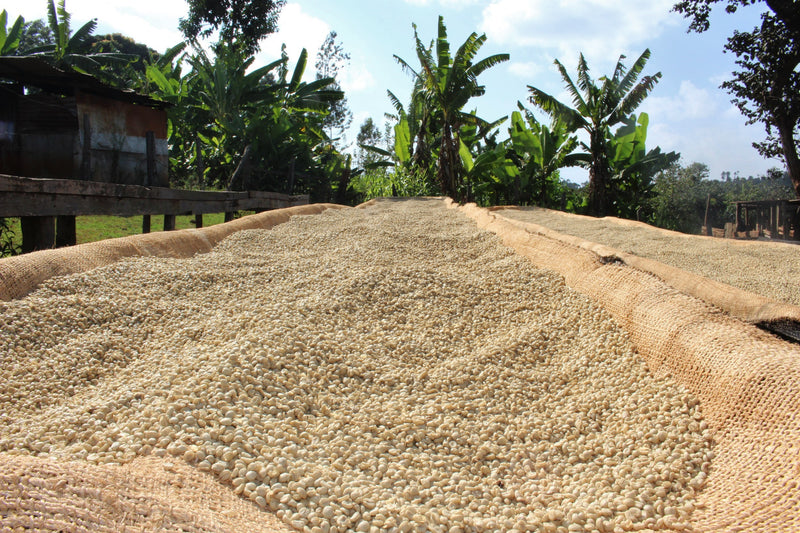 Kenya Machakos Regional Blend AA FAQ - *49018H* - 25108 - GrainPro Bags - SPOT DUPUYHOU