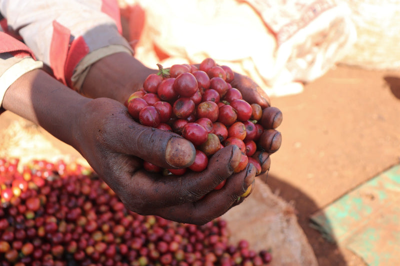 Kenya Machakos Regional Blend AA FAQ - *49018H* - 25108 - GrainPro Bags - SPOT DUPUYHOU