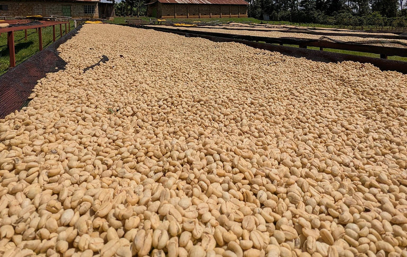 Kenya Kiambu Ndumberi AA  - 48KF0015 - 38769 - GrainPro Bags - SPOT RCWHSE