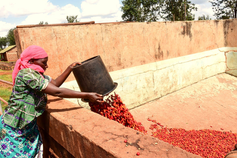 Kenya Muranga Bellanie Estate Peaberry - 42KF0014 - 38767 - GrainPro Bags - SPOT RCWHSE