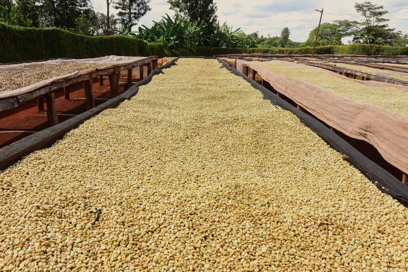 Kenya Muranga Bellanie Estate Peaberry - 42KF0014 - 38767 - GrainPro Bags - SPOT RCWHSE