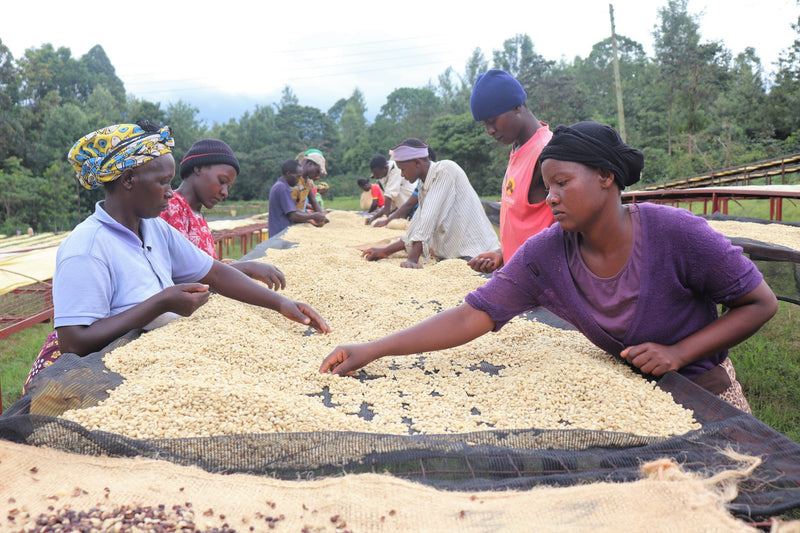 Kenya Muranga New Kiriti Gondo Peaberry - 13KF0005  *52817* - 27097-2 - 10.0 kg Boxes - SPOT RCWHSE