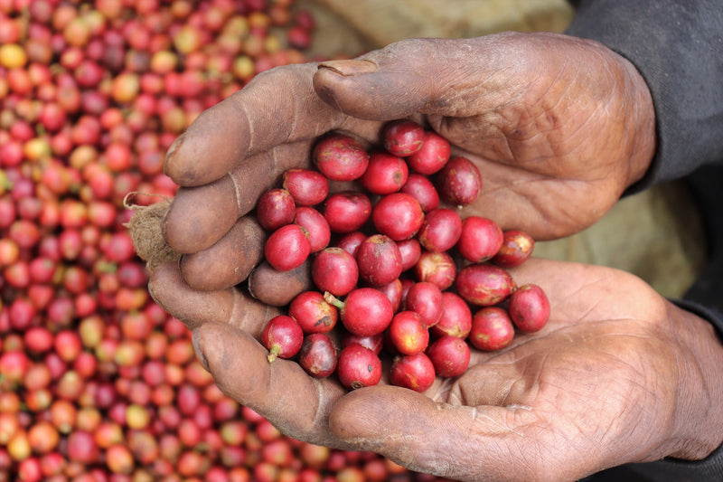 Kenya Muranga New Kiriti Gondo Peaberry - 13KF0005  *52817* - 27097-2 - 10.0 kg Boxes - SPOT RCWHSE