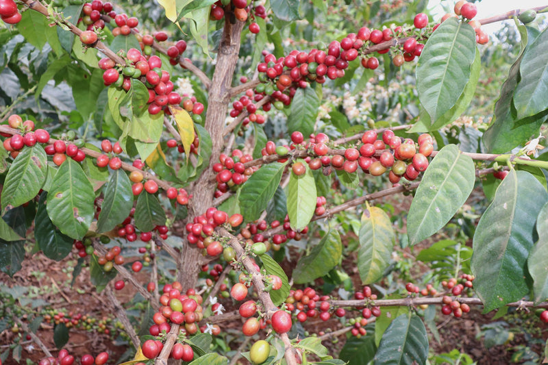 Crown Jewel Kenya Washed Ngomano Factory - 45KF0153 - 38302-1 - SPOT RCWHSE